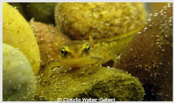 baby newt - about 1 cm large by Claudia Weber-Gebert 